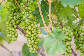 branch young grapes on vine in vineyard
