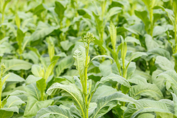 tobacco plant in thailand