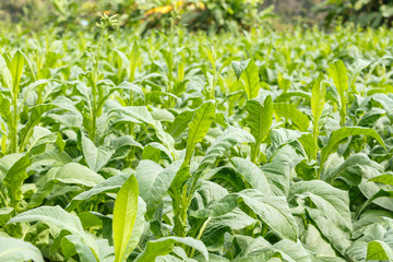 tobacco plant in thailand