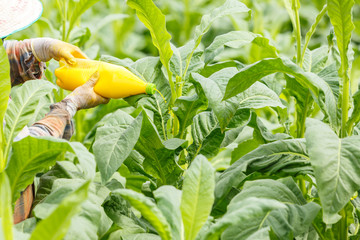 Thai woman put Insecticide and fertilizer in tobacco plant