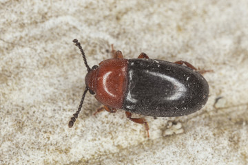 Triplax russica on wood