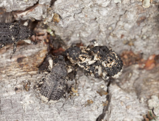 Mating Poplar and willow borer, Cryptorhynchus lapathi on aspen