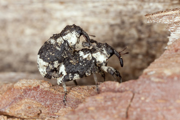 Mating Poplar and willow borer, Cryptorhynchus lapathi on aspen © Henrik Larsson