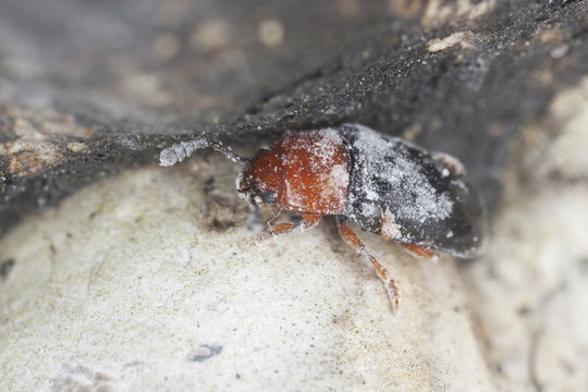 Triplax russica on polypore