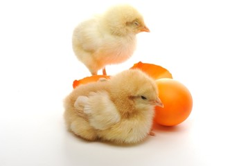 Obraz premium Cute little chickswith colorfull broken eggs