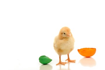 Cute little chick with colorful broken eggs
