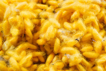 Sericulture - group of silk cocoon