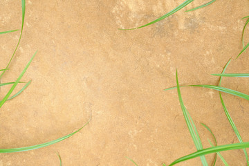 Grass on rocky ground