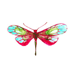 butterfly,watercolor design