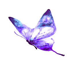 butterflies design