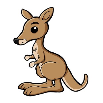 cute kangaroo