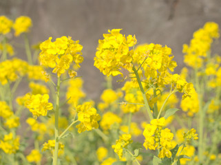 菜の花