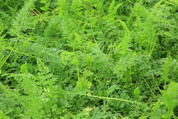 green carrot plants in growth at vegetable garden
