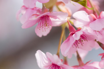 河津桜