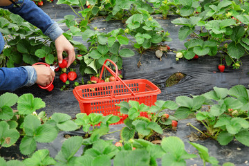 Fototapeta premium young asian woman hands picking strawberry in field