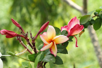 Red frangipani flowers in the nature