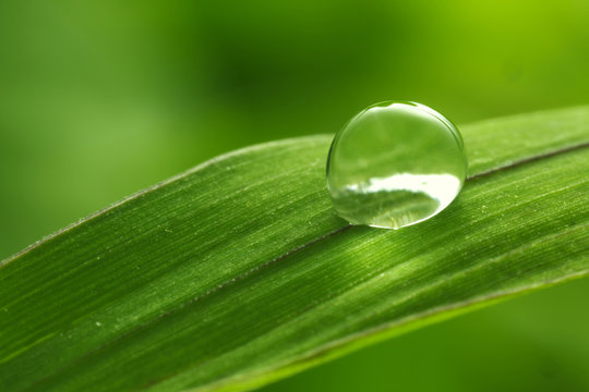 leaf with rain droplets - Stock Image