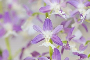 Obraz premium エビネの花