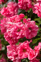 ローズガーデン