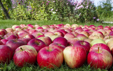 Apples on grass