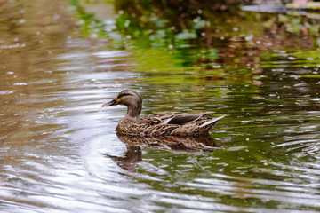 Mallard duck