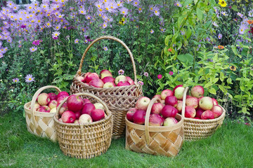 Organic apples
