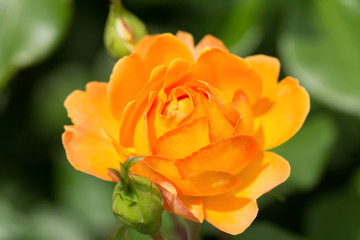 バラ　ハニー・キャラメル