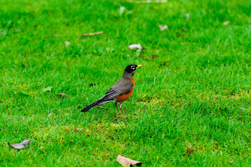 Robin on green grass