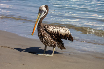 brown pelican Pelecanus occidentalis