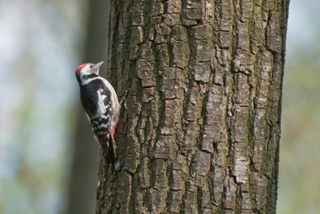 Woodpecker on a tree