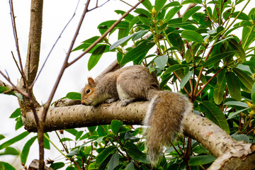 Grey squirrel in a tree