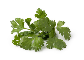 cilantro