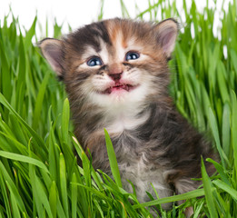 Siberian kitten