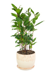 Small laurel tree in flower pot isolated on white background. - obrazy, fototapety, plakaty