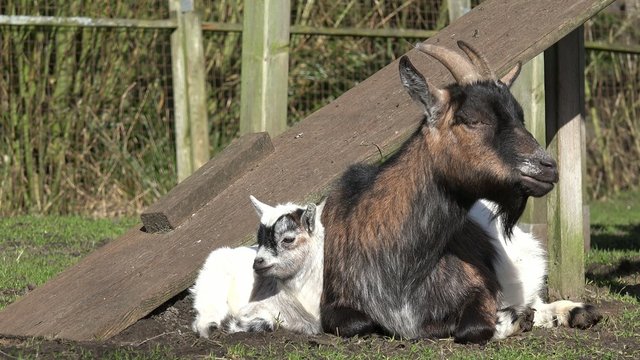 Ziege und Zicklein liegen auf der Weide