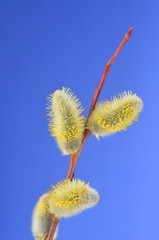 Obraz premium Palmkätzchen