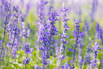Salvia farinacea Benth.(soft focus)