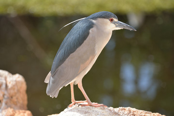 Obraz premium martin pêcheur