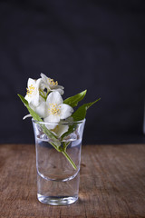 jasmine