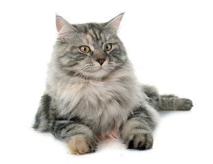 maine coon cat