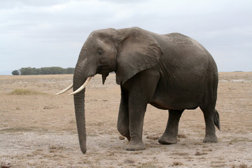Fototapeta na wymiar Elephant dans une plaine aride