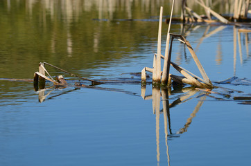 dried plants in Belgian lake