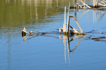 dried plants in Belgian lake