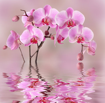 Pink orchids flowers background design
