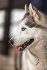 Portrait of Siberian Husky