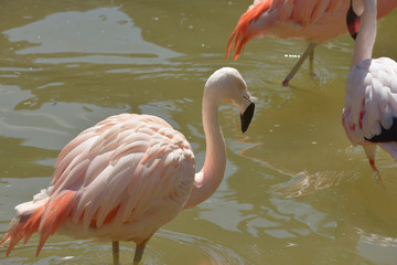 flamant rose