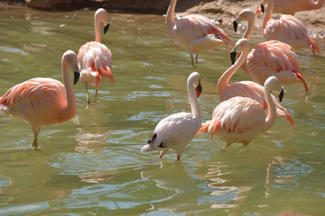 flamant rose