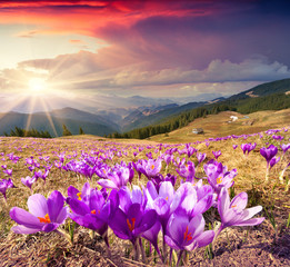 Blossom of crocuses at spring in the mountains.