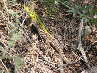 lizard