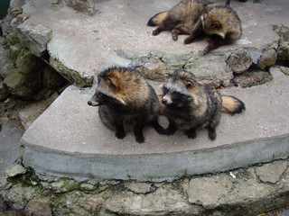 raccoon